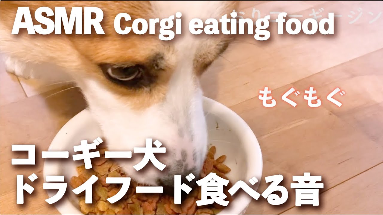 【コーギー犬】ドライフード美味しそうに食べる音【ASMR】Jin the corgi eating food #ASMR #音フェチ #코기