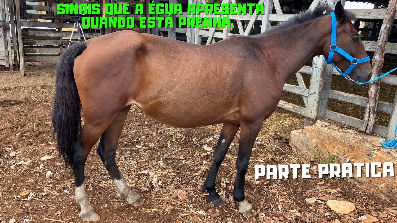 Sinais que a égua apresenta quando está prenha *Parte Pratica*