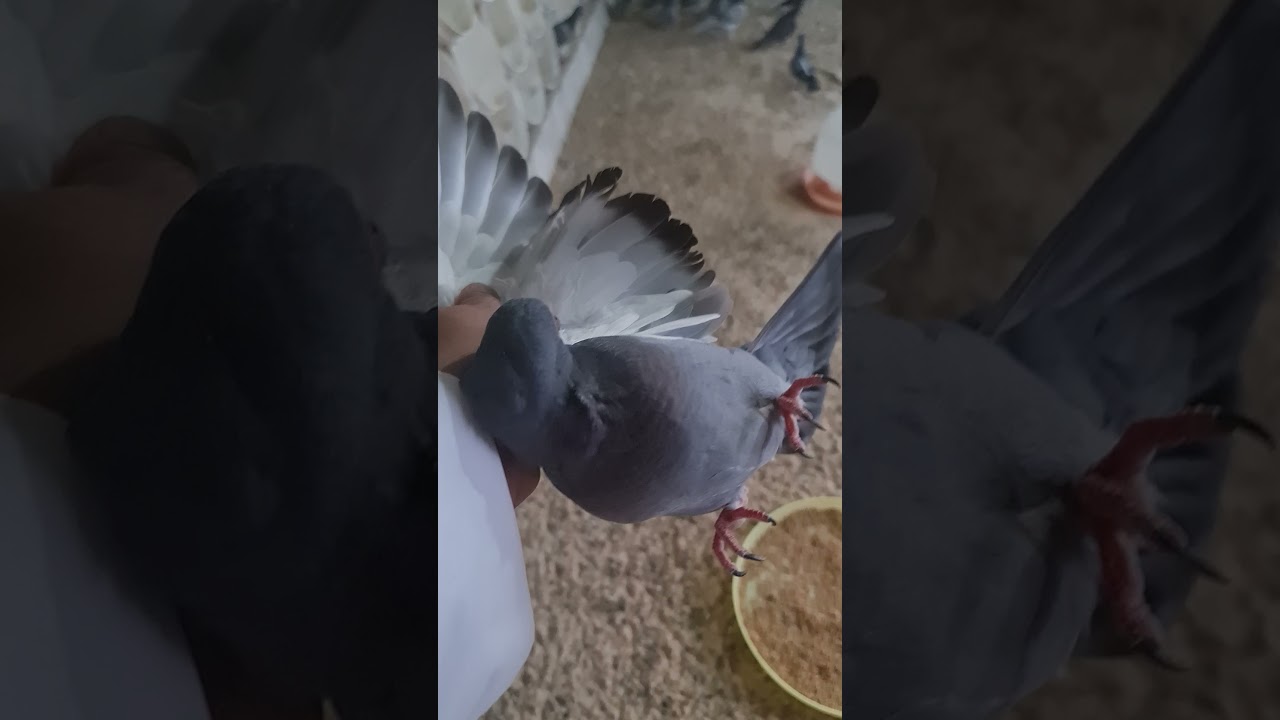 مشروع حمام الزاجل(3)ونشوف وين وصلنا مع التزريق لتعلم فقط