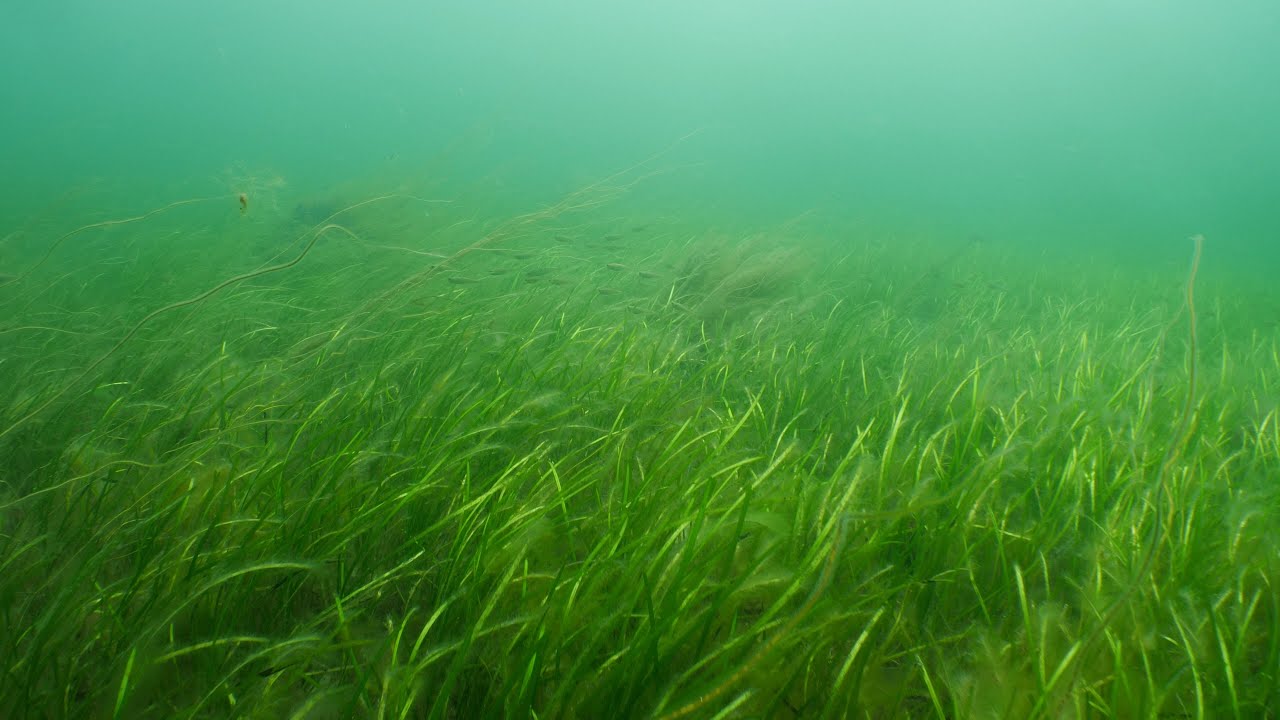 Race For The Baltic - Solutions for a healthy Baltic Sea