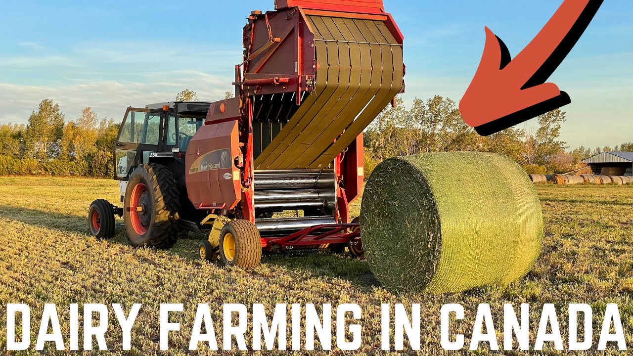 Baling The Perfect Alfalfa Hay!!