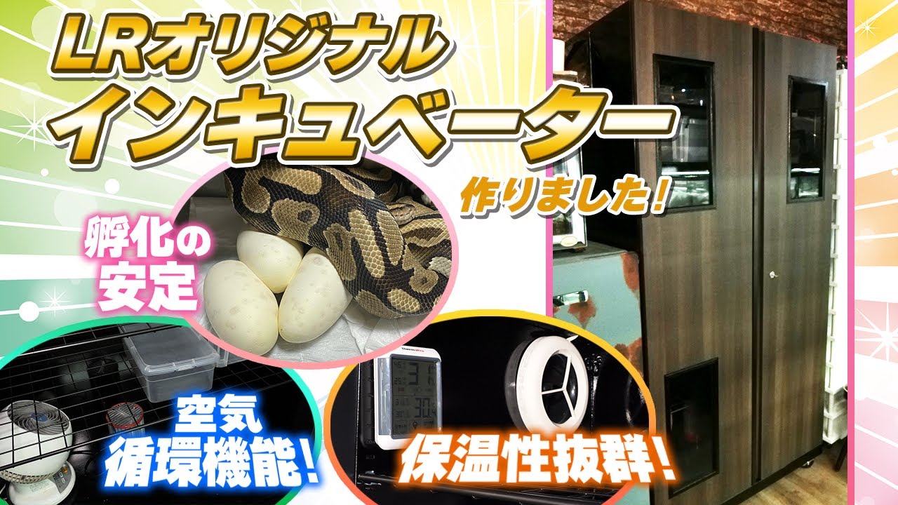 #35 LRオリジナル✨インキュベーター✨発表✨
