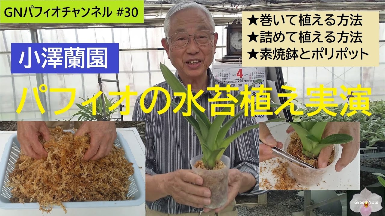 #30小澤蘭園パフィオの水苔植え実演