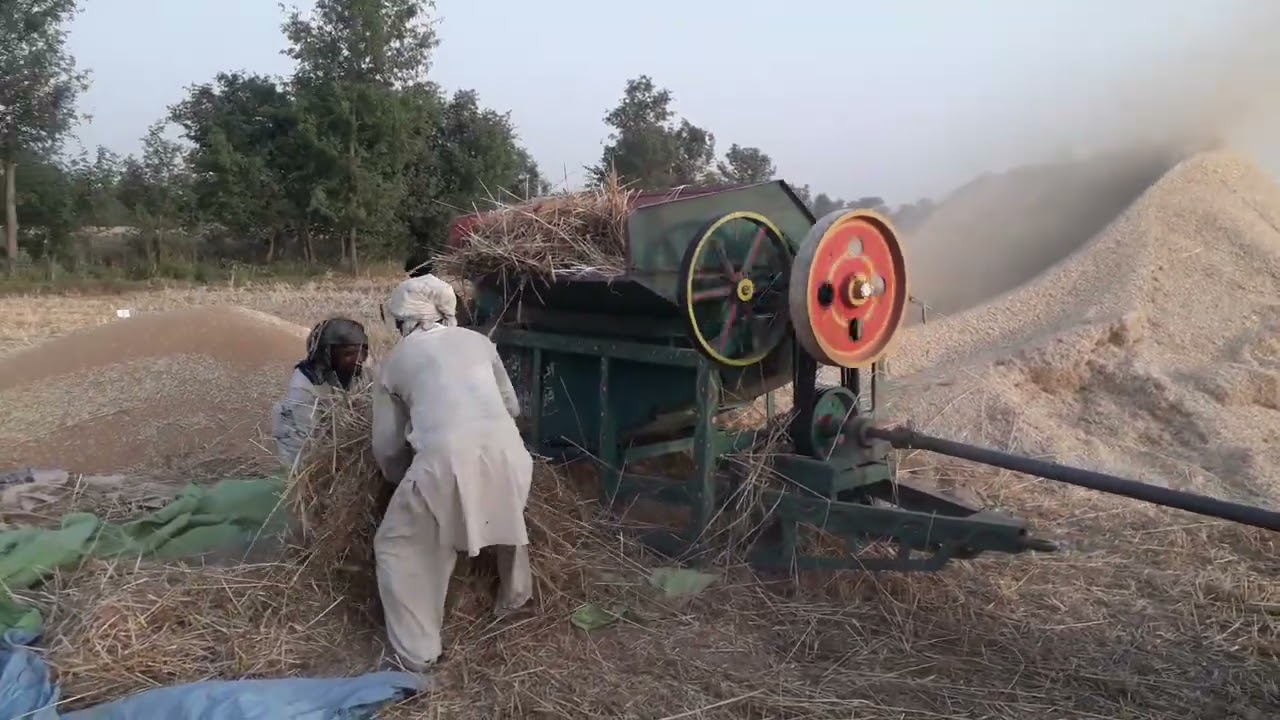 belarus 510 tractor wheat thresher per kamal ki performance labour ka karaya kitna hay in punjab