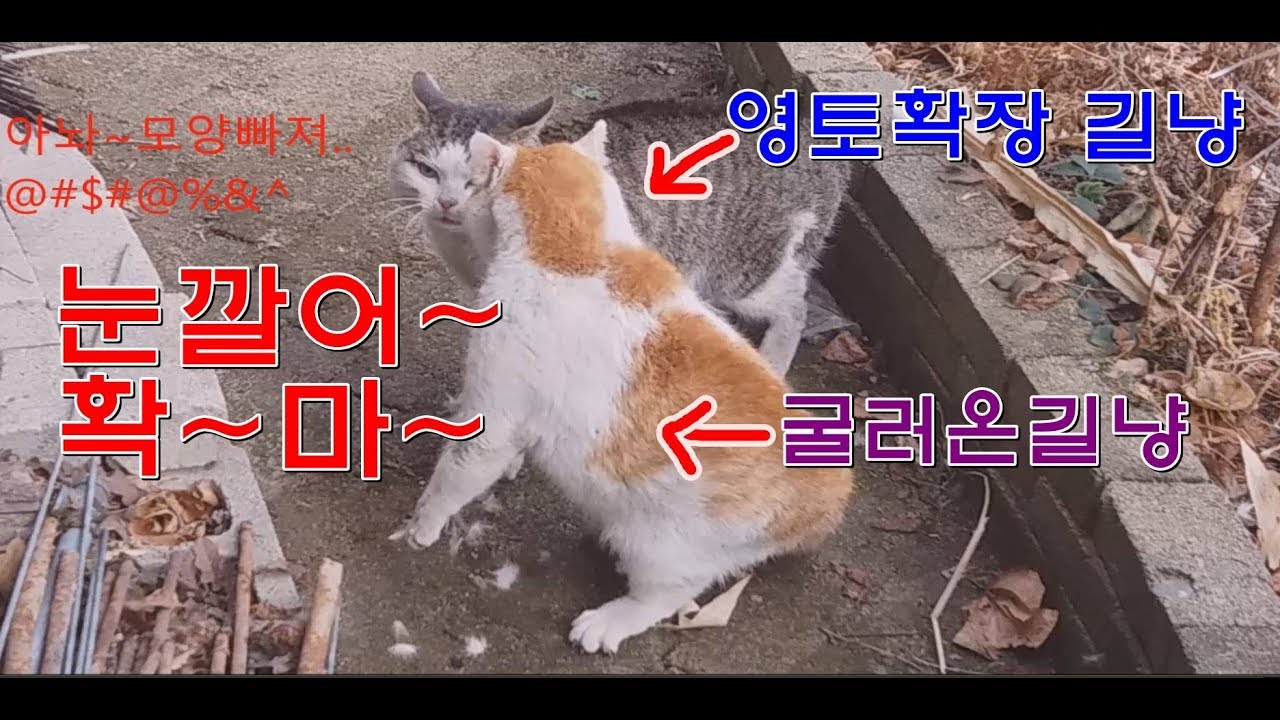 굴러온길냥 VS  영토확장길냥 싸움