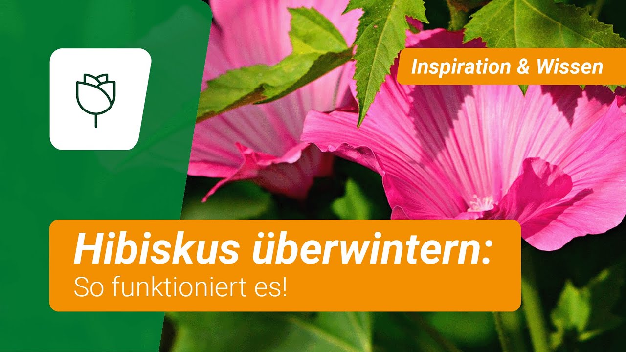 Hibiskus &uuml;berwintern: So funktioniert's