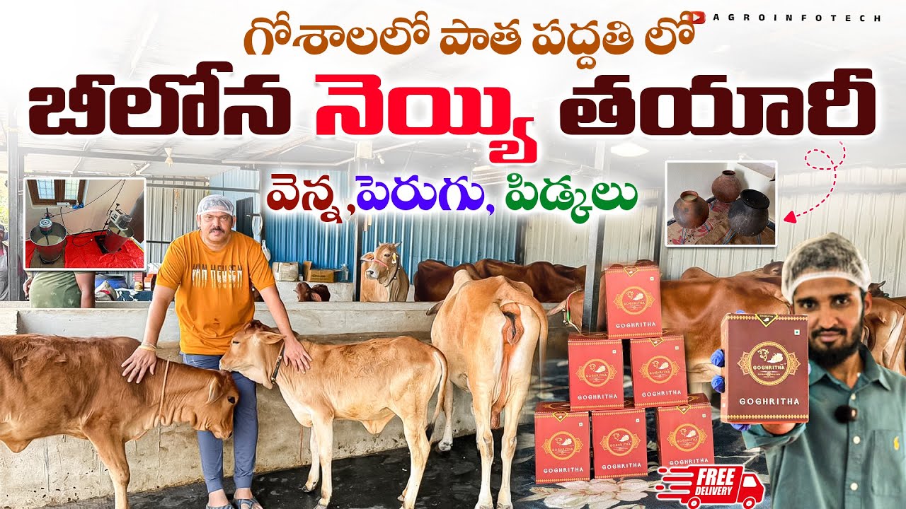 గౌశాల  వచ్చి చూడండి  పాత పద్దతి లో బీలోన నెయ్యి తయారీ || A2 Ghee processing in Goshala