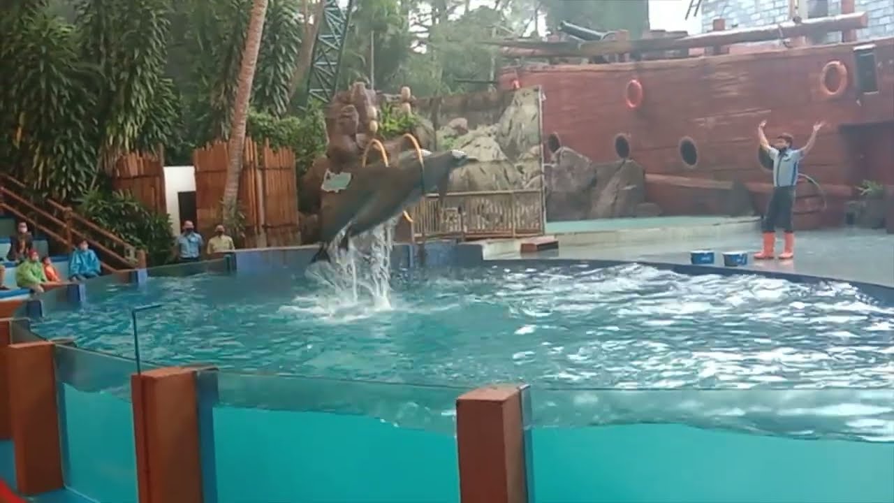 Dolphin di Taman Safari Prigen