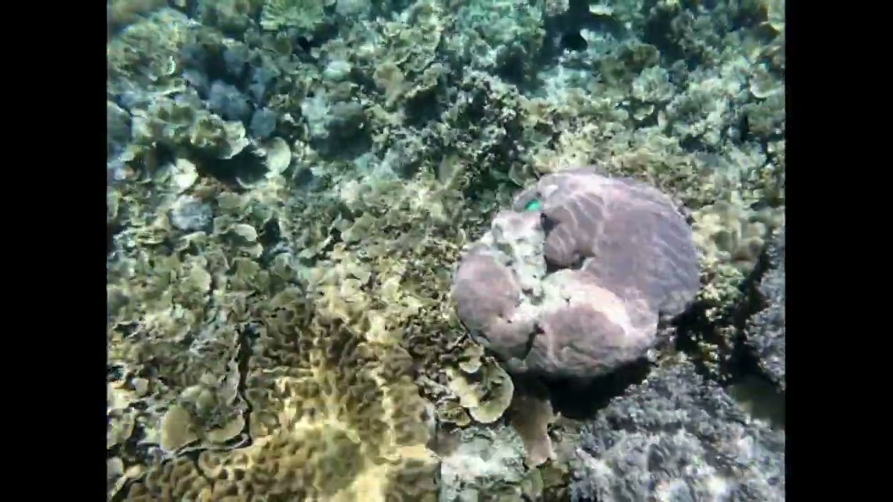 Great Barrier Reef video