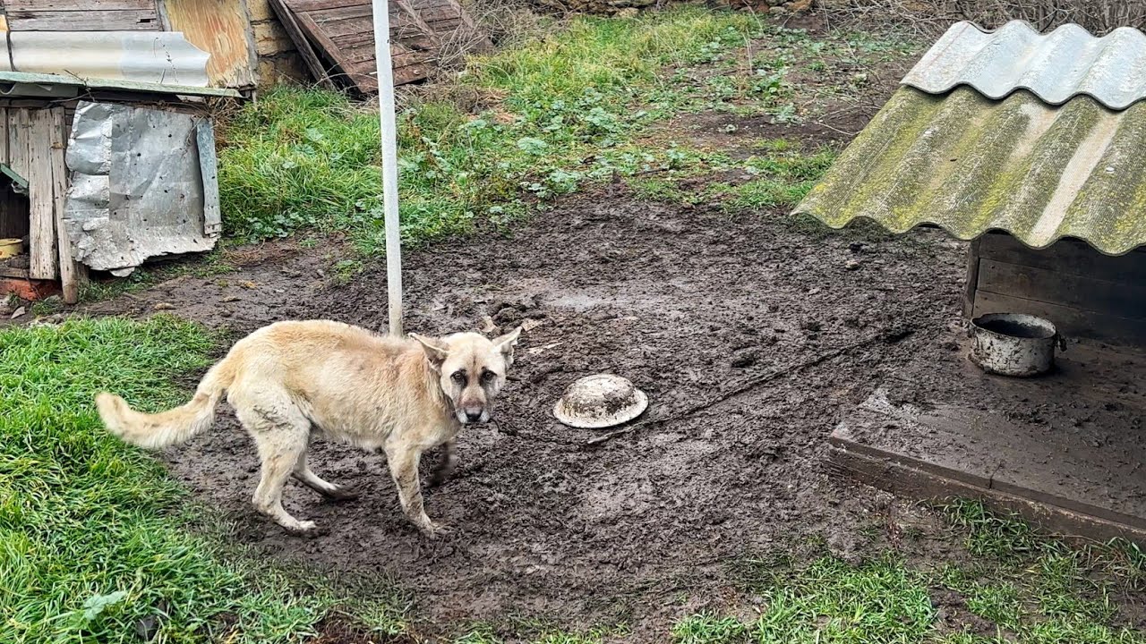 10 Years Chained Dog has Most Heartbreaking Reaction on Being Rescued