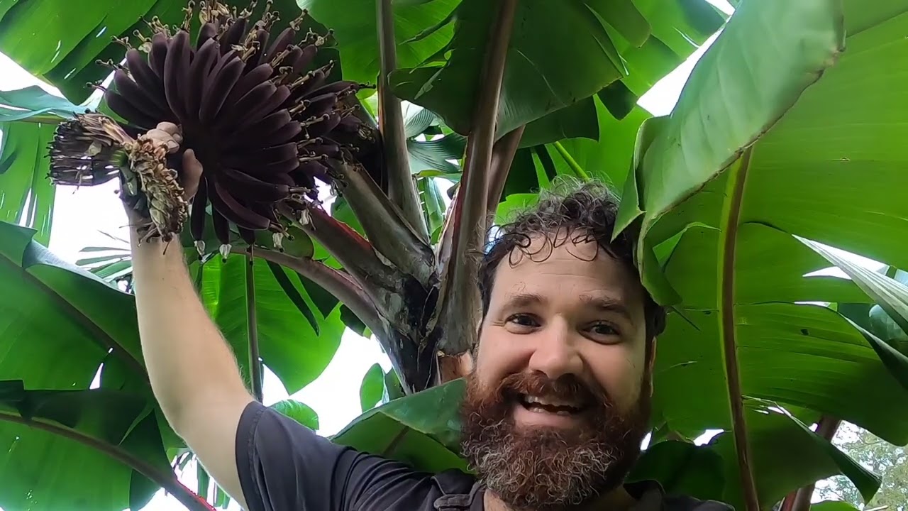 How to Grow Red Bananas! Plant Profile -  Dwarf Red Dacca