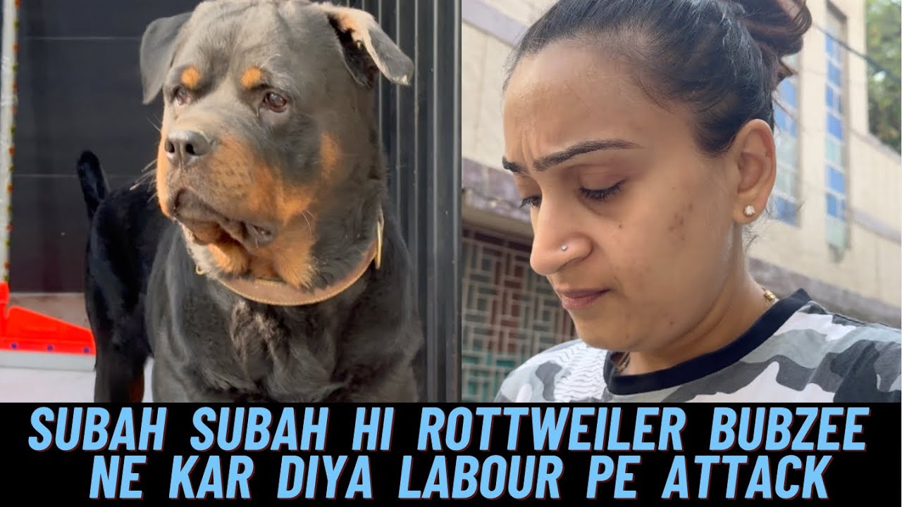 Rottweiler Bubzee Ne Subah Subah Kiya Labour Pe Attack !!!!