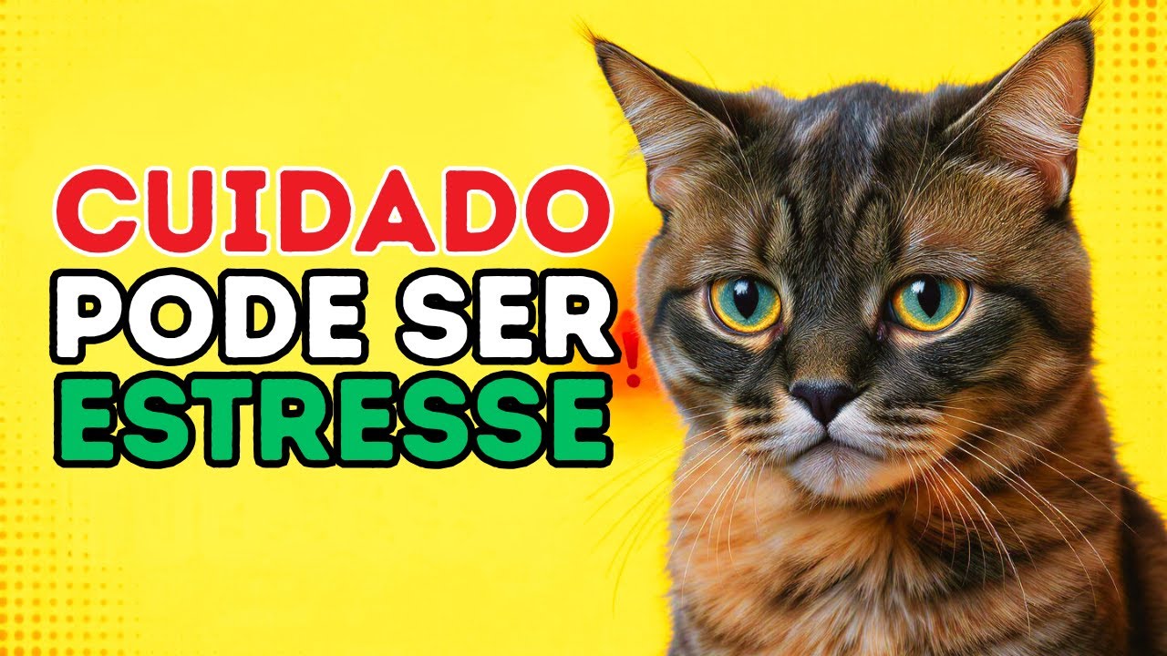 Seu gato pode estar sofrendo agora (e você não percebeu)