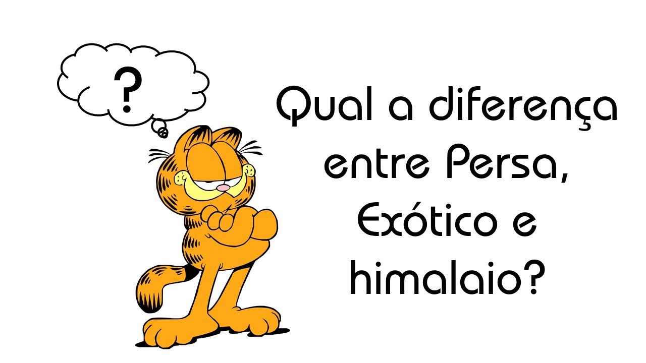 Diferença entre PERSA, EXOTIC SHORTHAIR e o HIMALAIO.