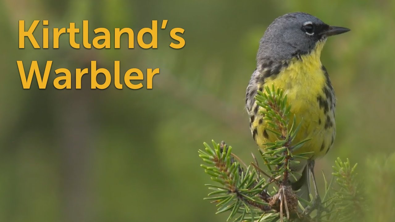 Kirtland's Warbler: Jack Pine Bird