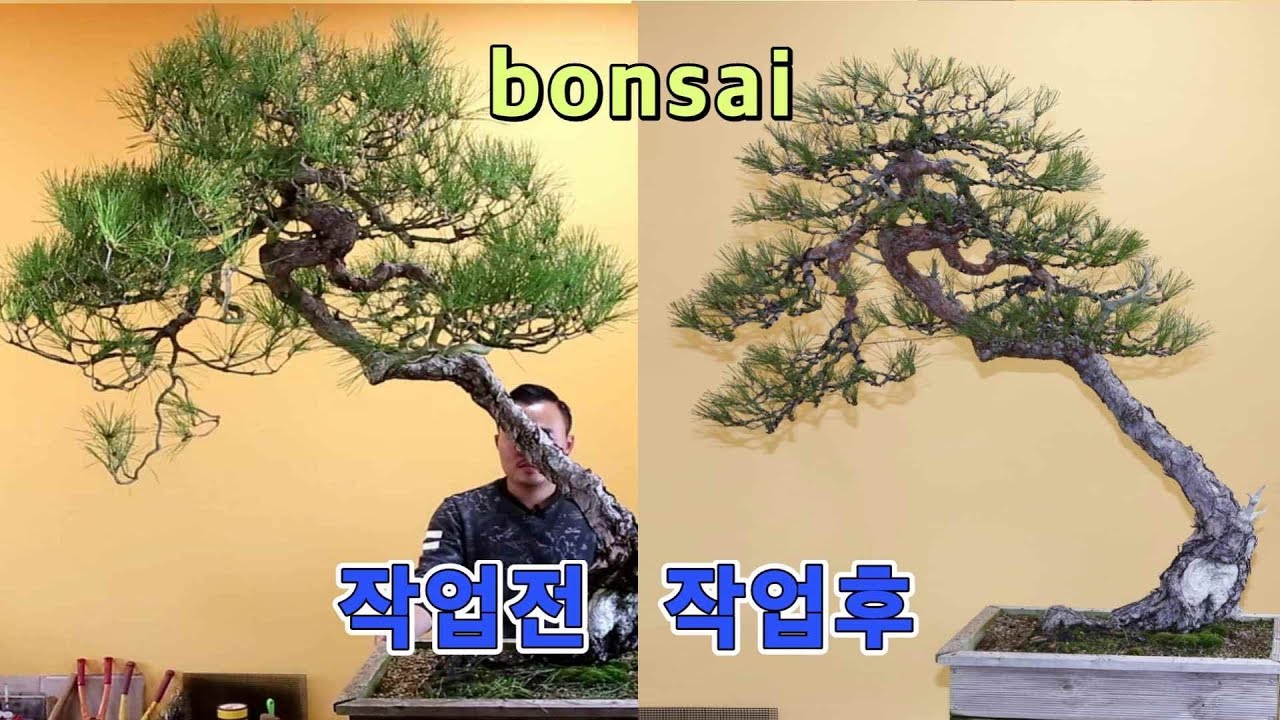 소나무 분재 모든것  bonsai 분재교육 14회