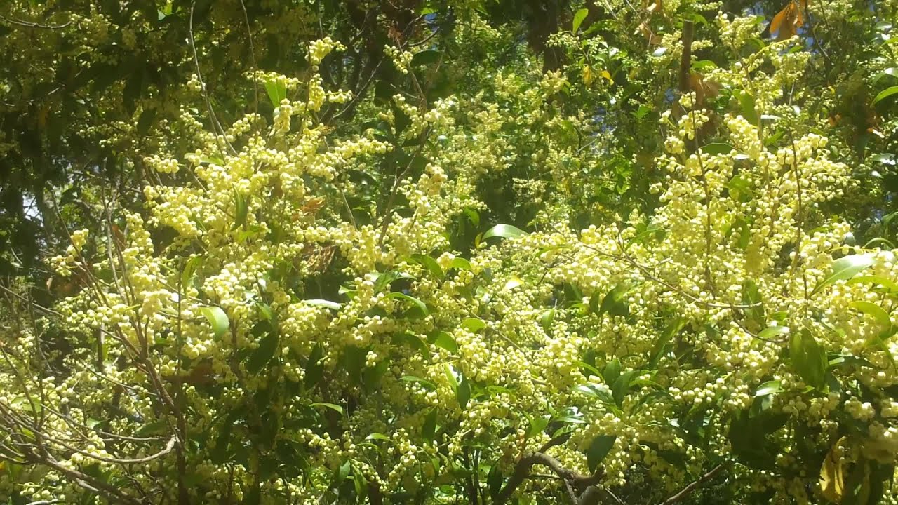 Bees on Blueberry Ash