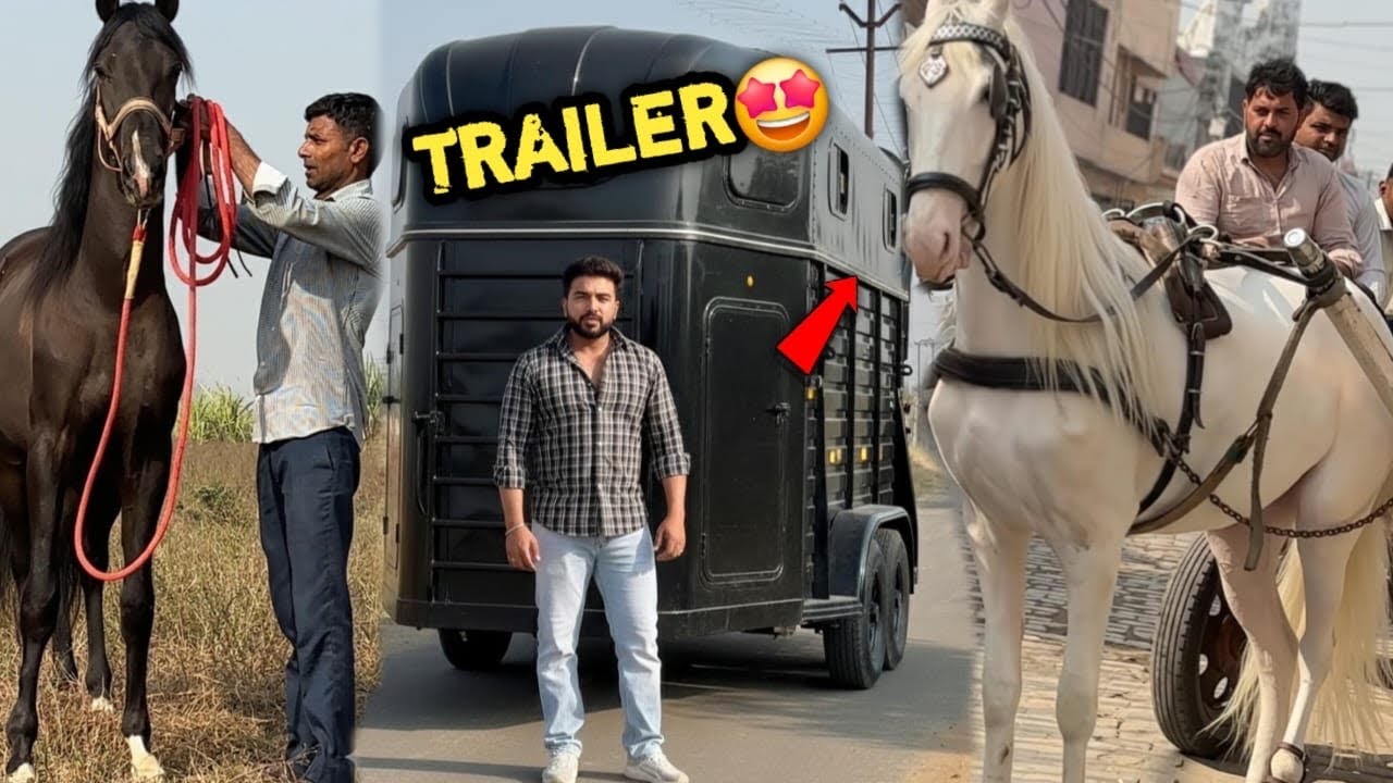 Pehelwan farms Team New Ghodi Ki Talaash Mai Nikle The 😍Or Bullstone Trailer Mil Gya🥳Amazing 🔥