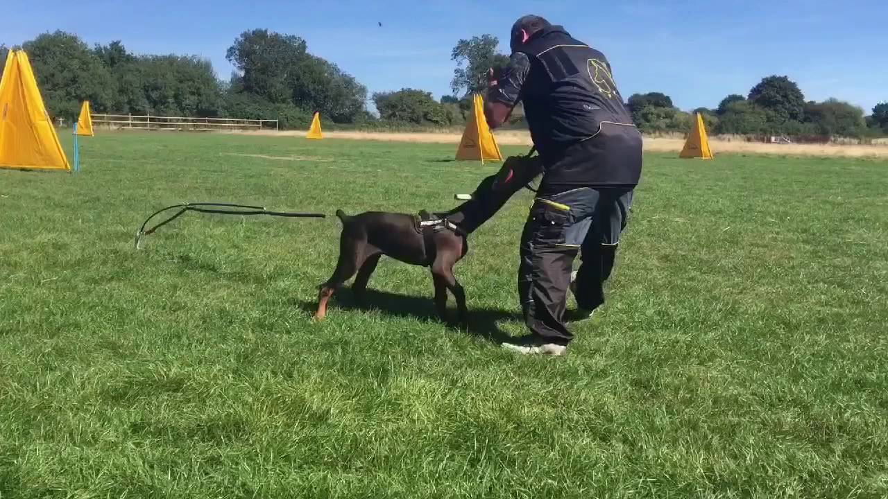 Flex Pole & Flirt Pole work