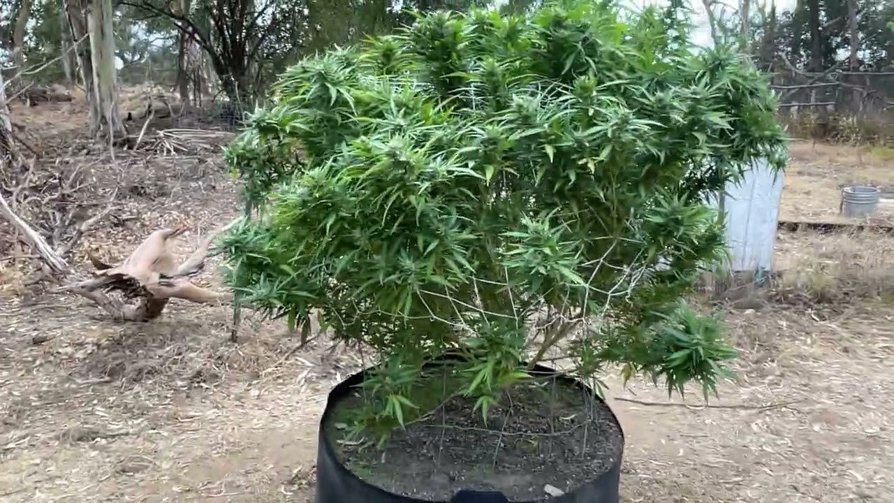 2022 outdoor weed grow