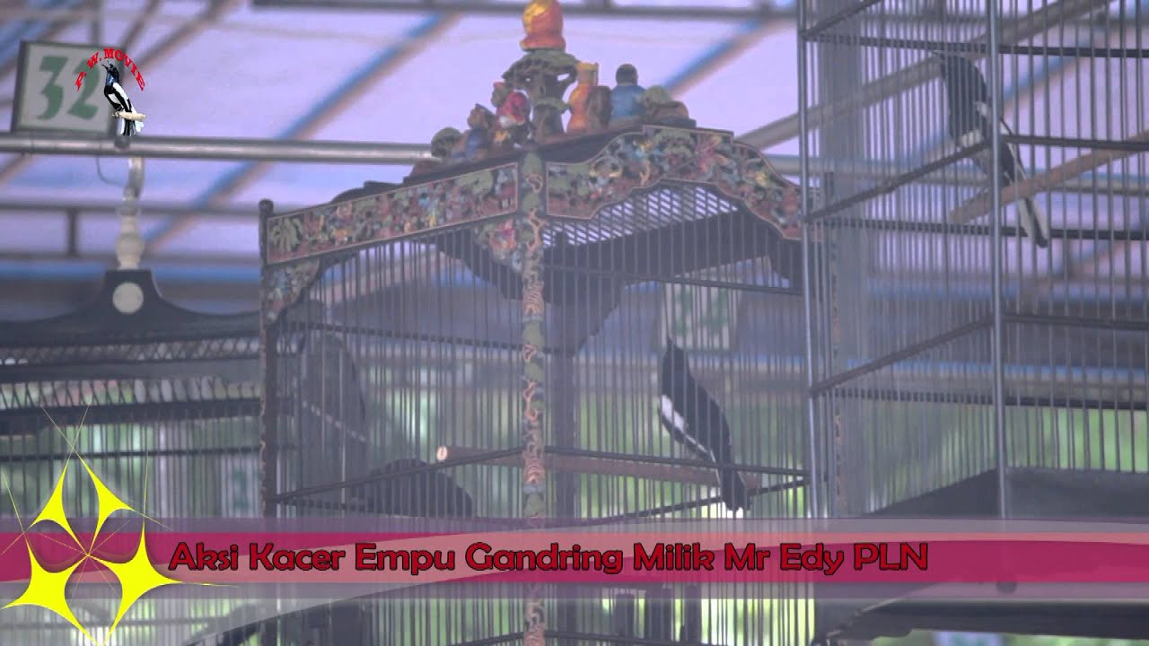 SUARA BURUNG : Aksi Kacer Empu Gandring Milik Mr Edy PLN