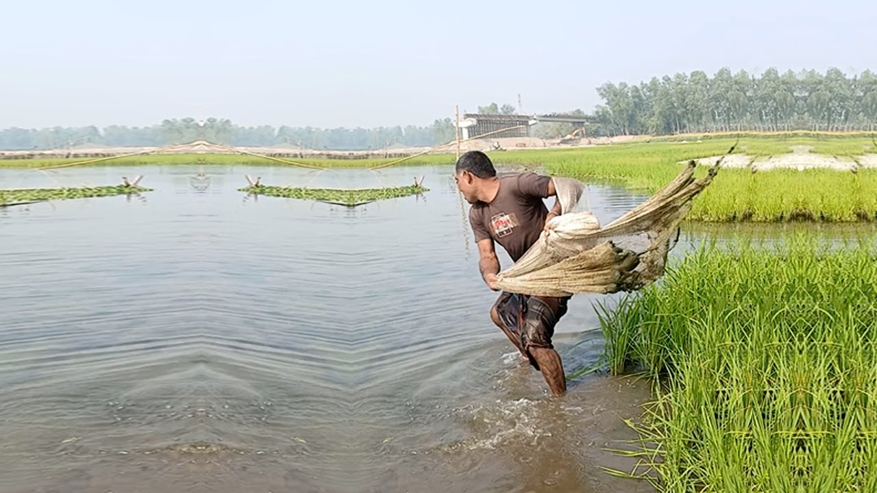 Net Fishing in Village Pond - Amazing Net Fishing Video - New Village Fishing Video