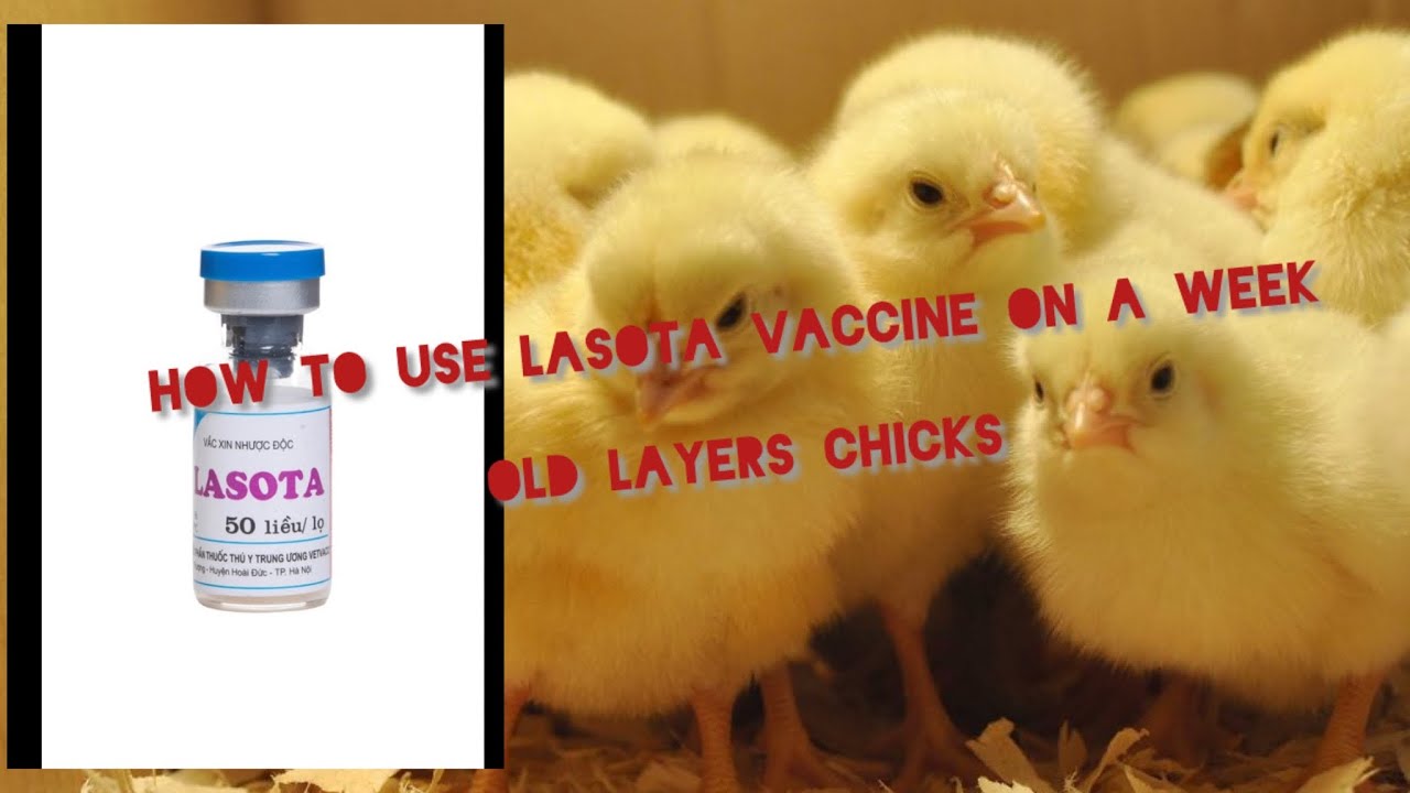 How to use lasota vaccine 💉on a week old layers chicks 