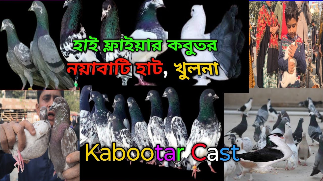 নয়ামাটি কবুতরের হাট পর্ব -০৪| Kabootar Cast | কবুতর কাস্ট | Kabutar Cast#kabutar #kabootar 