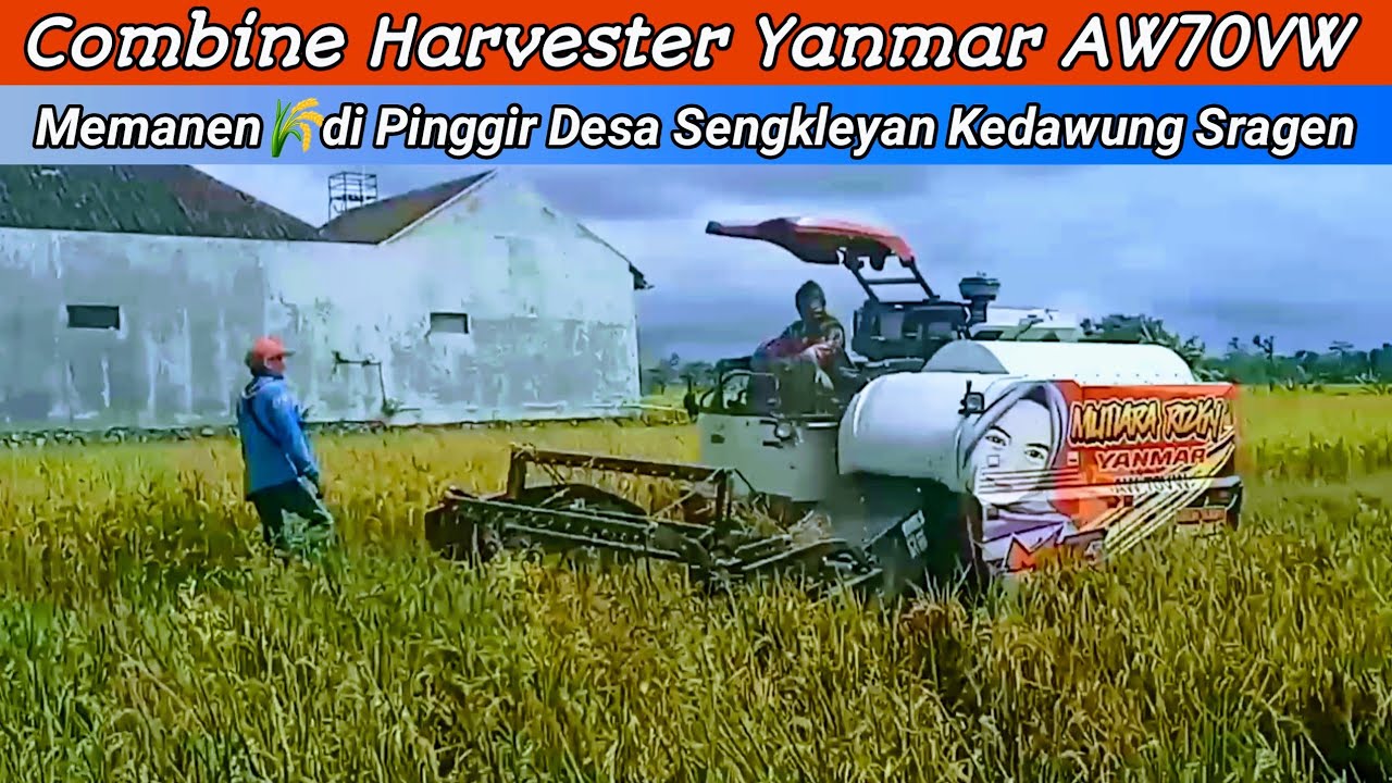 Panen Padi 🌾 di Pinggir Desa Sengkleyan Kedawung Sragen | Mutiara Rizky Operator Mas Anton 