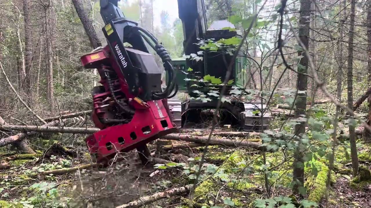 Waratah 622B cutting from the stump | Northern Ontario logging