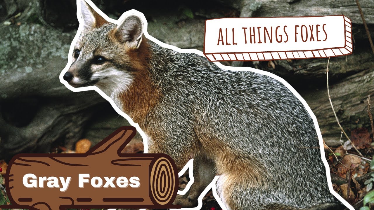 Видео Gray Fox | Необыкновенные лисы