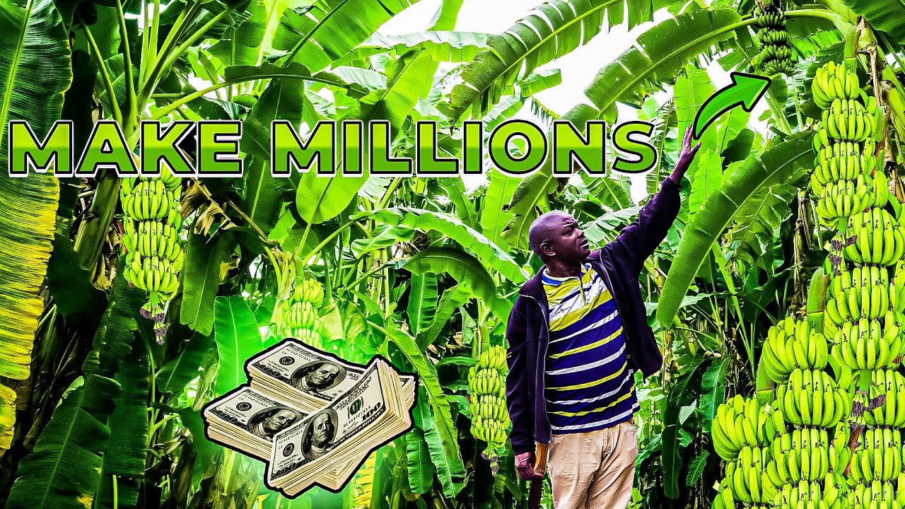 How This Banana Farm Makes Millions Every Month