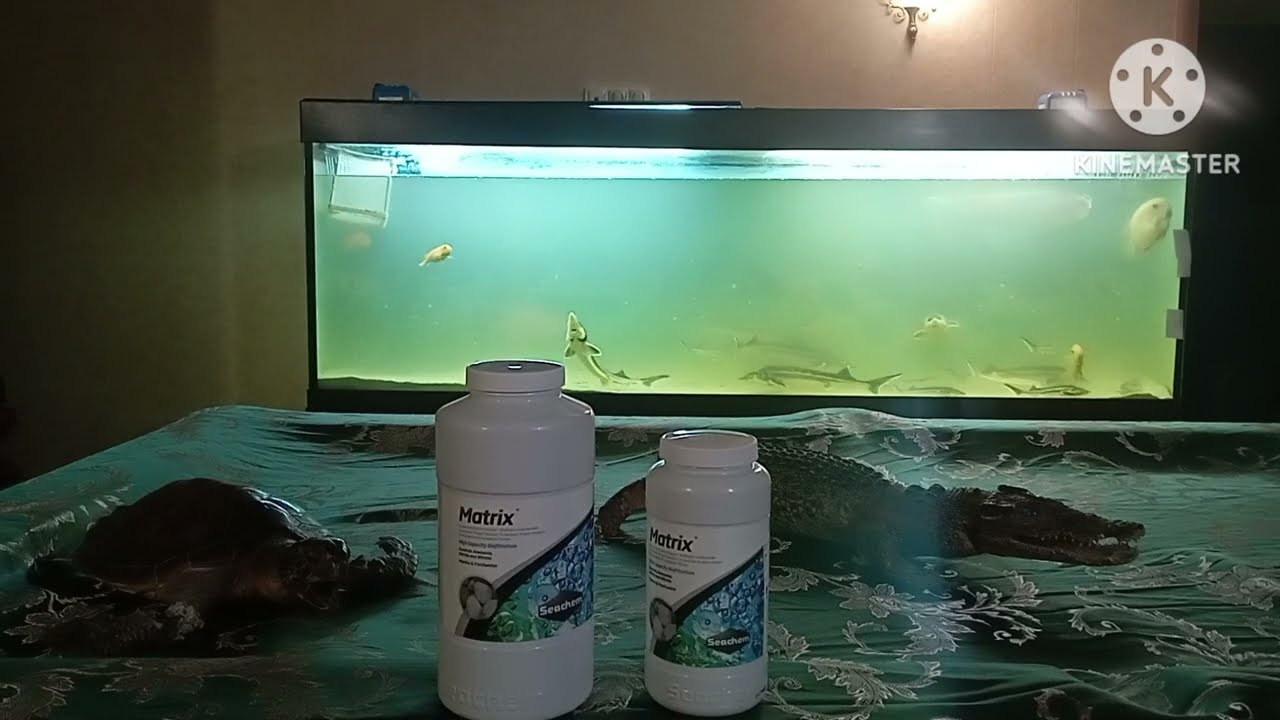 Осетр в аквариуме/Seachem Matrix/Tetra Bactozym  тест