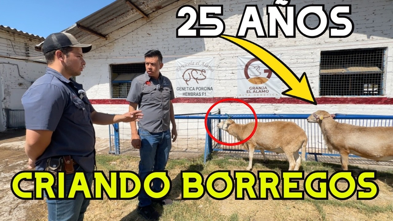 Así Trabaja una Granja de BORREGOS con 25 AÑOS de Experiencia 🐑🔥