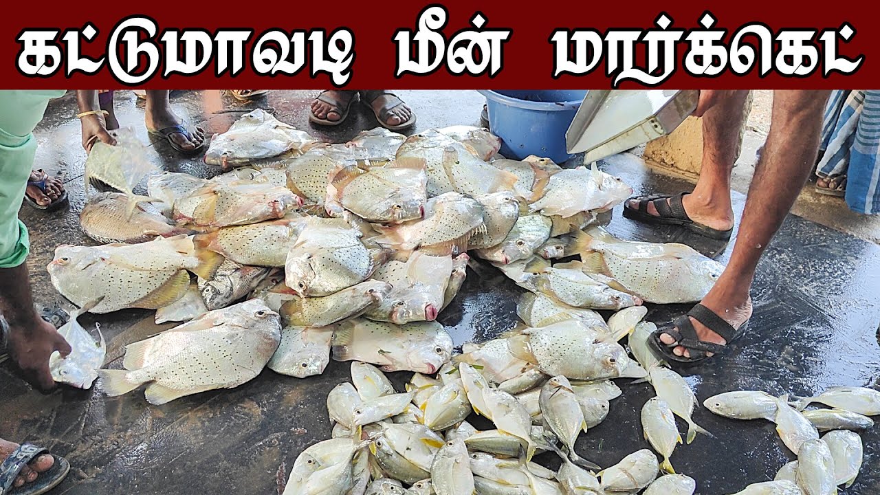கொடுவா மீன் ஏலம் கட்டுமாவடி மீன் மார்க்கெட் || Kattumavadi Meen Market