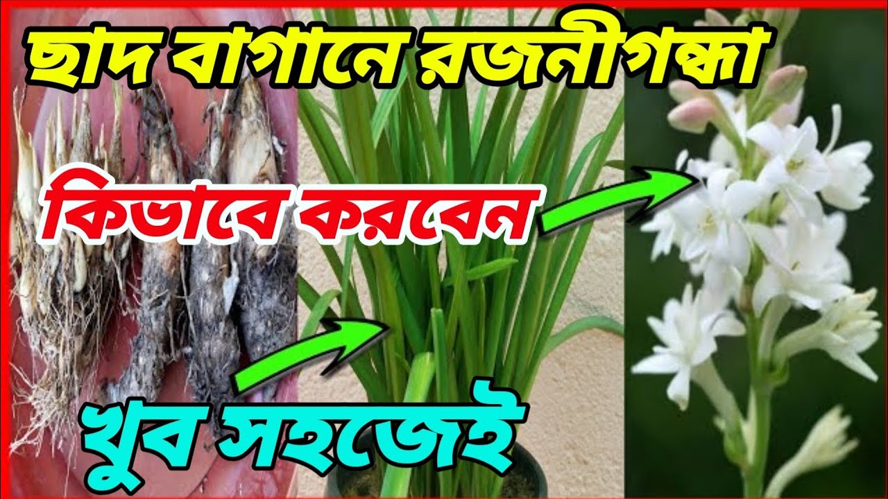 রজনীগন্ধা চাষ ছাদ বাগানে : নতুনদের জন্য সহজ পদ্ধতি | A to Z Tuberose Growing Guide