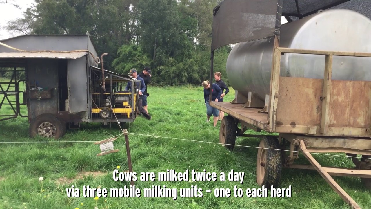 Dairying in Chile