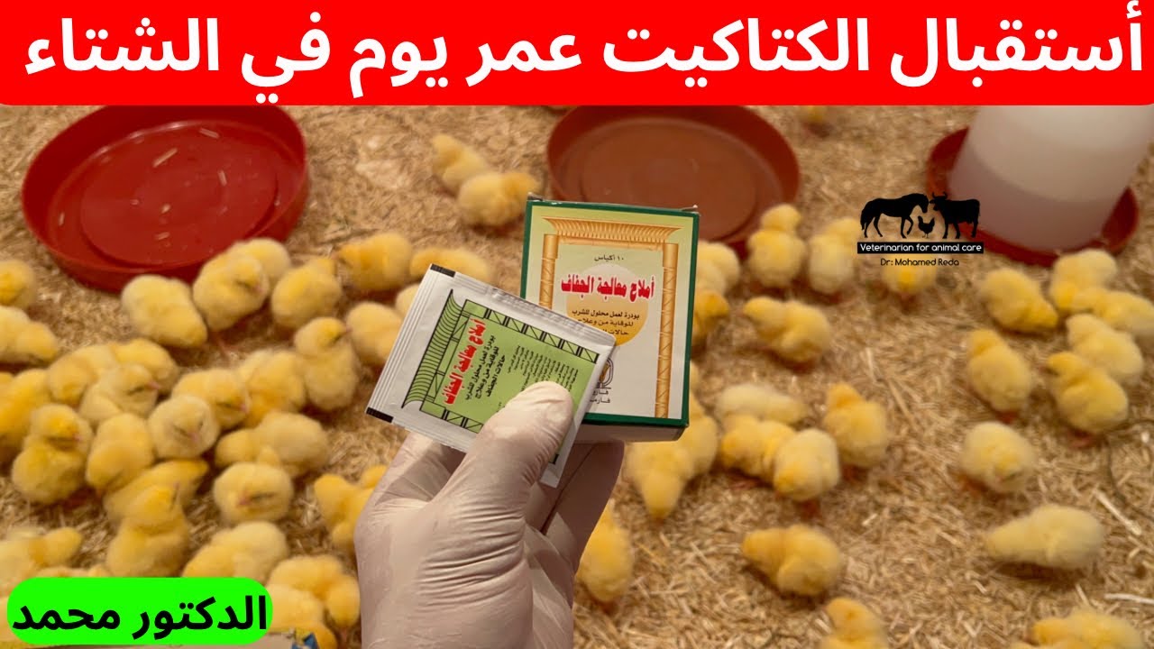 أفضل أستقبال الكتاكيت عمر يوم في الشتاء بطريقة علميه ✅