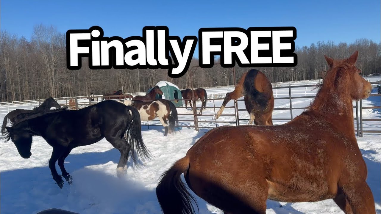 Finally! Horses Turned Out After 5-Day Winter Stall Rest From Freezing Temperatures