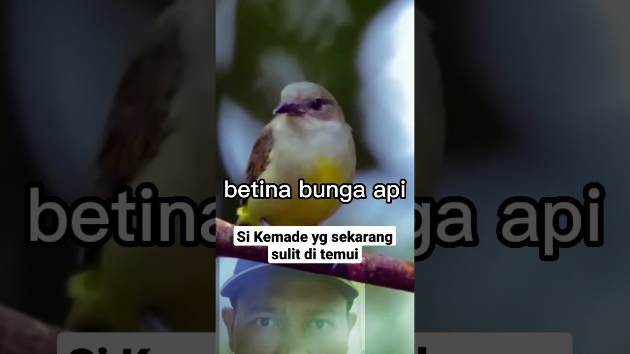 Burung kemade bunga api betina di alam #shorts #burung