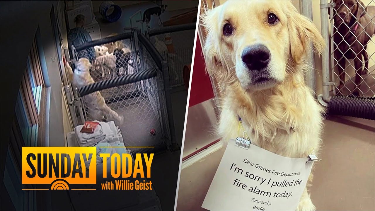 Dog Caught On Video Pulling Fire Alarm At Doggy Daycare