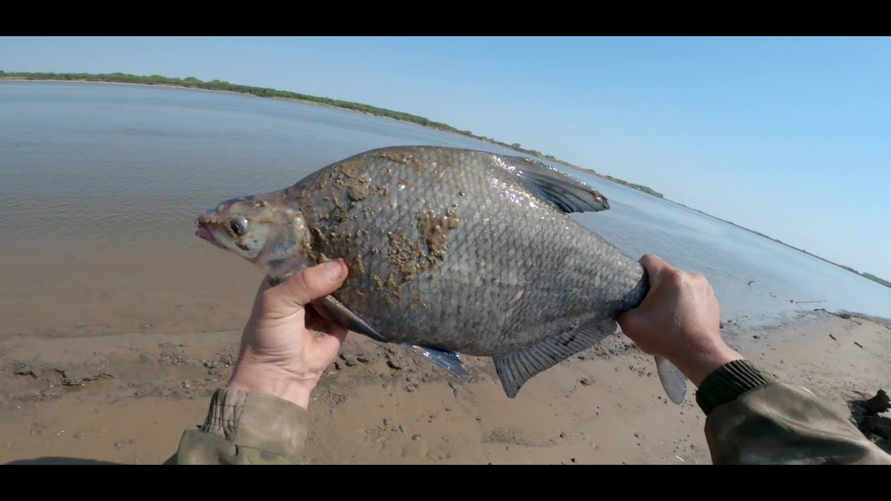 О таких лещах мечтает каждый рыбак. Рыбалка на фидер.