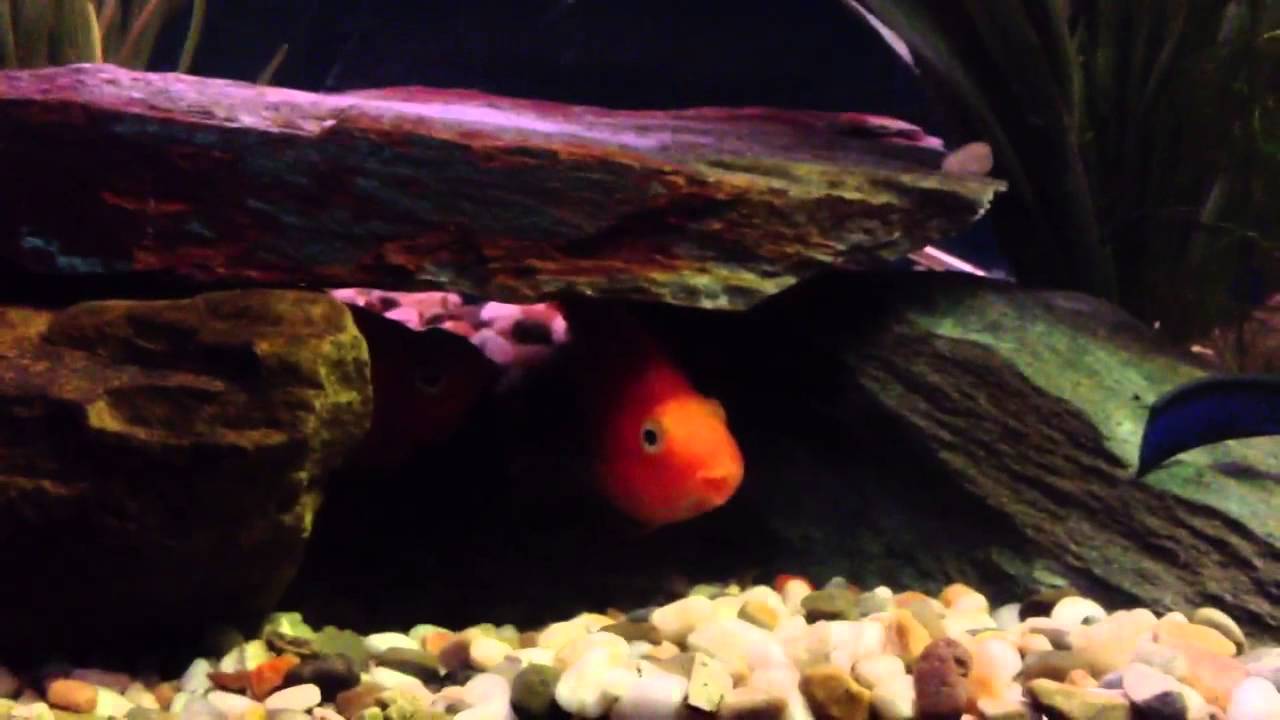 JDs earthworm fetish and our 70 gallon