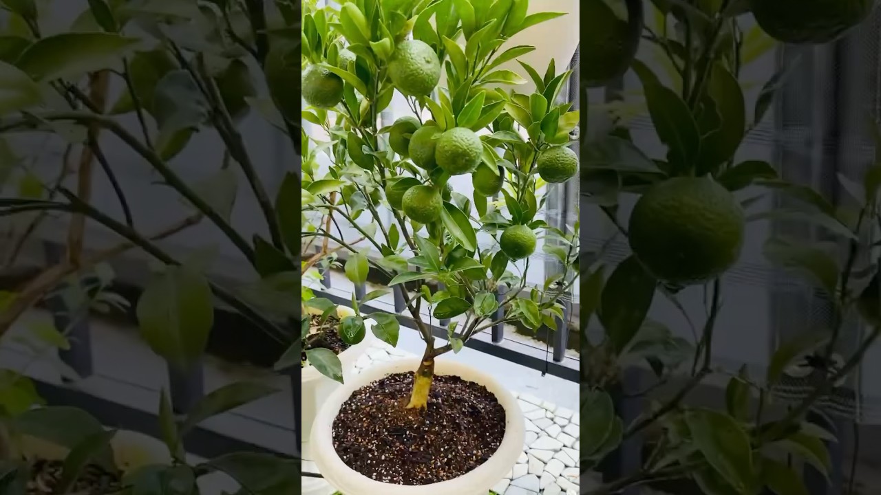 Japanese Mandarins