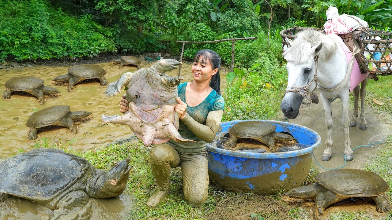 TEMILAPSE --266 Days Catching Many Big Turtle, A Lot of Fish Go To Countryside Market Sell