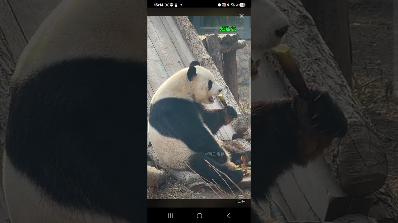阿三看熊貓錄頻分享🐼 3月16號 小萌蘭吃播時間 下午3點加餐