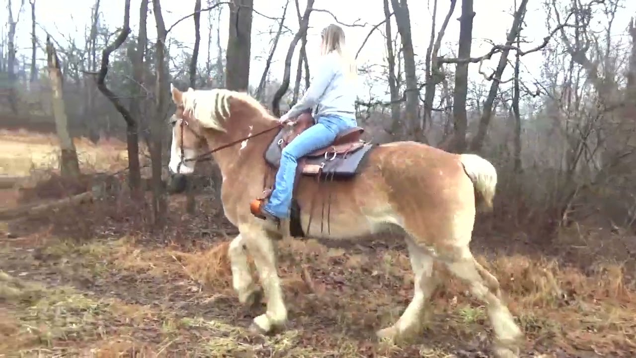 ***sold Mac- Bombproof Beginner Safe Gentle Giant Belgian Gelding