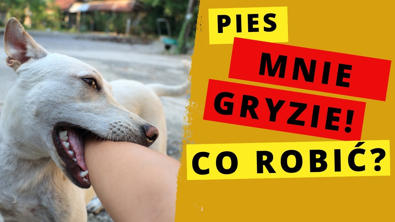 Pies łapie Cię za ręce? Szarpie za ubranie? Poluje na dziecko?