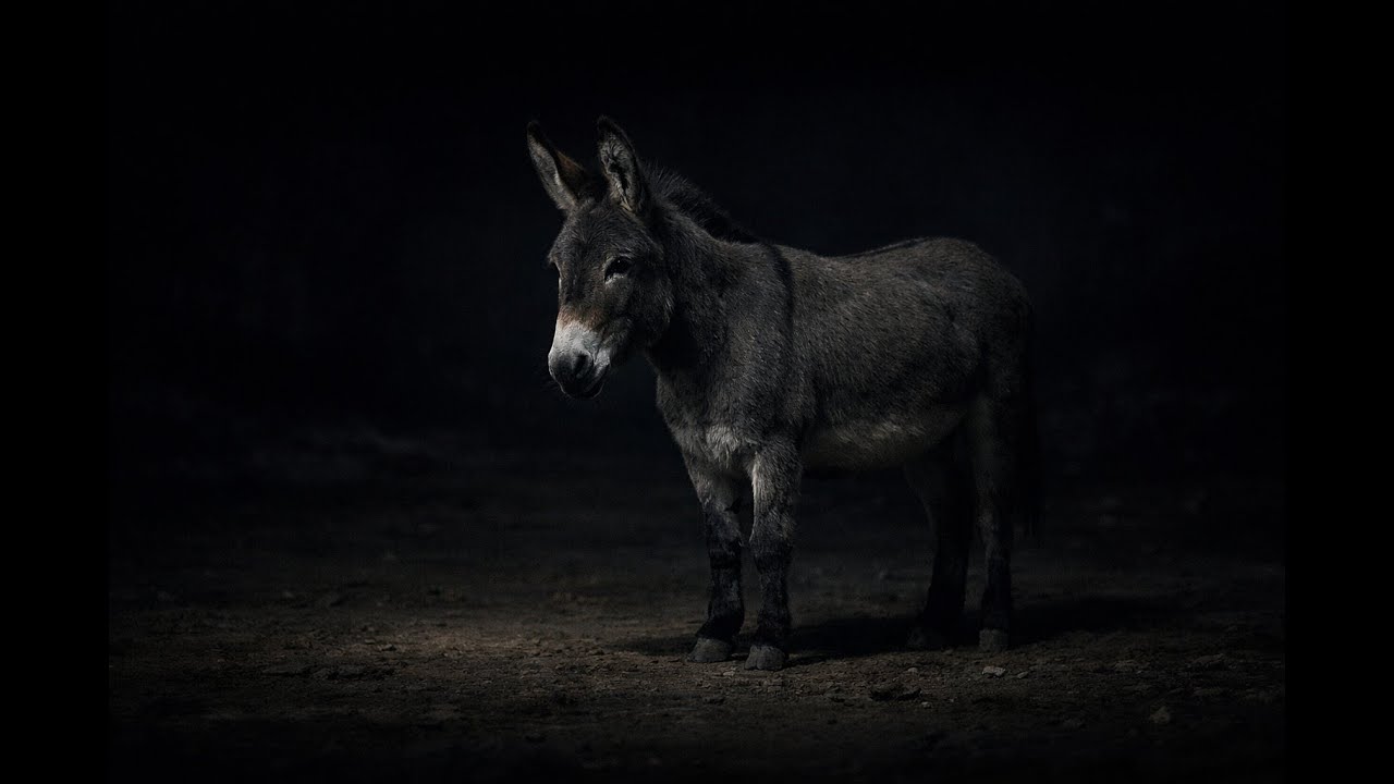 Metindeep | Calm Resistance | Donkey