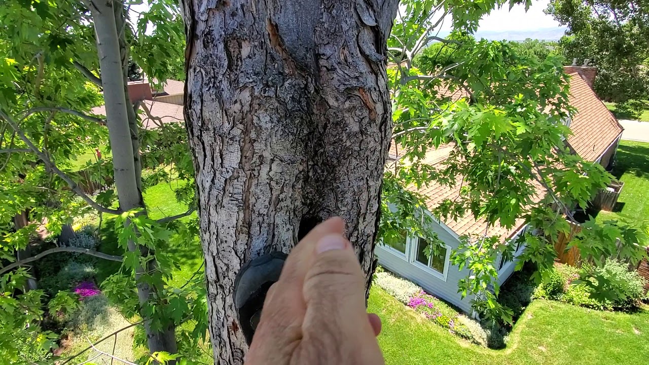 Silver Maple & Heartwood Rot